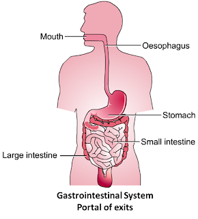 bacterial transmission