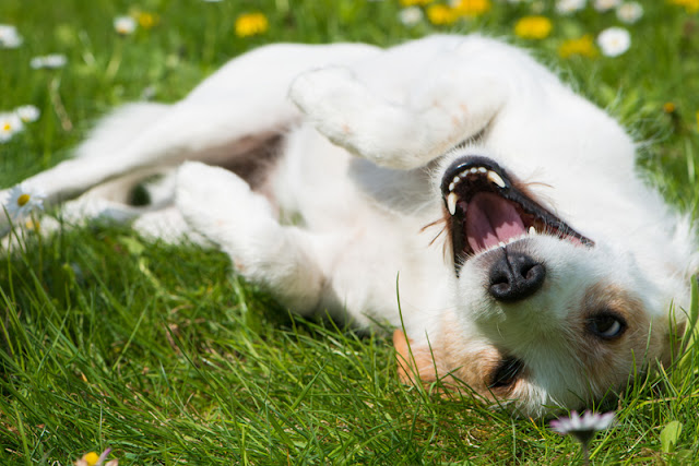 Essential info for dog owners, illustrated by a happy mixed-breed dog rolling in the grass