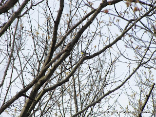 Yellow-rumped Warbler