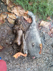 GAMBAR SAHABAT BAIK SI MONYET DAN SI ITIK MATI