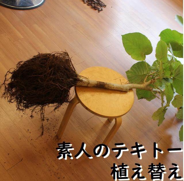 ウンベラータの植え替え 素人編 ウンベラータブログ