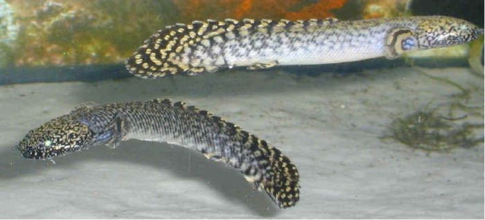 Polypterus Alias Ikan Naga Budidaya Ikan Ikan Hias 