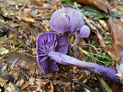 Amethyst Deceiver