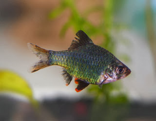 green tiger barb fish profile