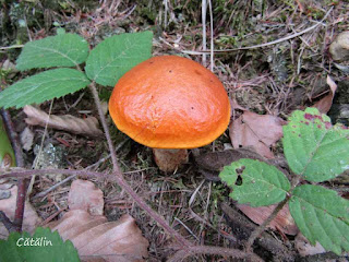 Suillus grevillei IMG13607