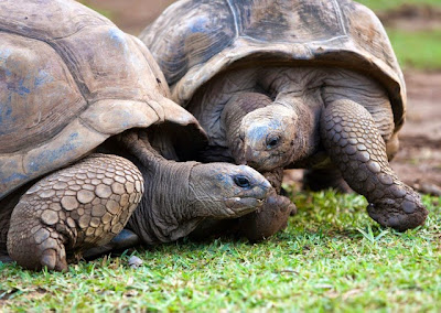 Galapagos Turtle Zenith Galapagos - Turtle