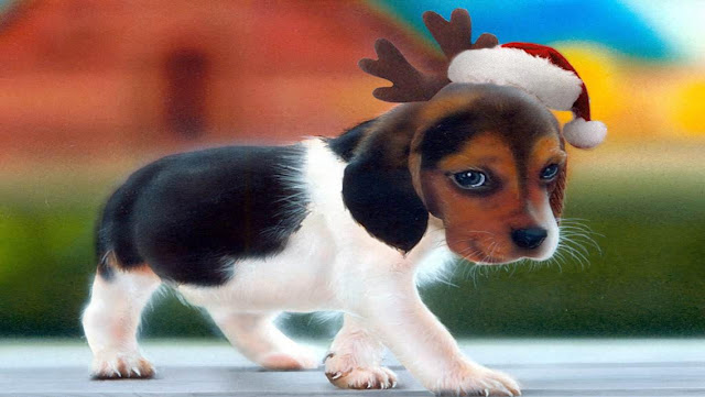 Free Christmas Puppy Dog HD Wallpapers for iPhone 5