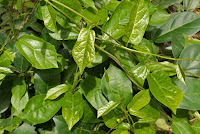 Aristolochia indica