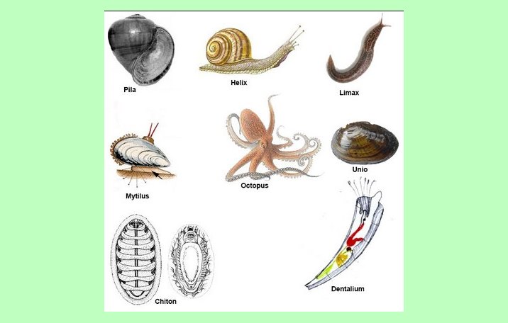  Mollusca  Pengertian Ciri Struktur  Tubuh Klasifikasi 