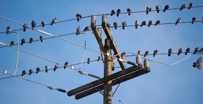 birds sitting on electricity wires