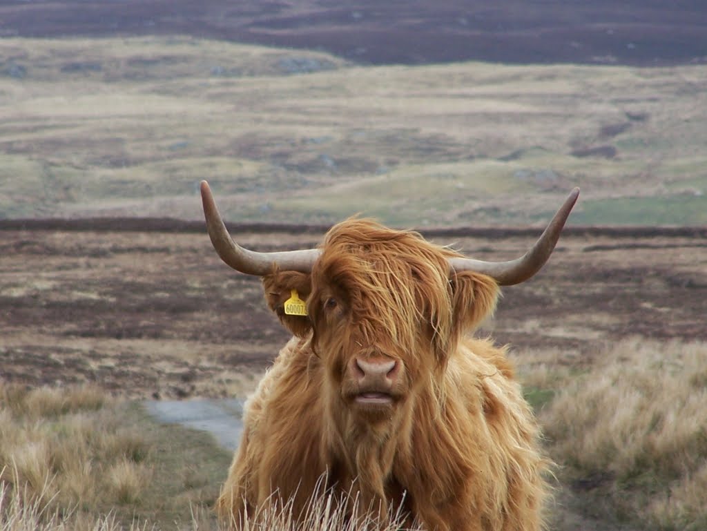 Highland Cow in an upland peat bog - thanks to Stuart for this entry.