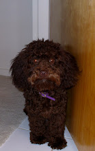 Polly the poodle #1