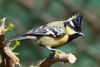 "Indian Yellow Tit (Machlolophus aplonotus) is a tiny but colourful songbird. Bright yellow plumage with contrasting black markings distinguishes this species. Perched atop a brach, displaying its bright plumage and energetic personality."