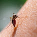MALARIA: 650 CASI IN ITALIA OGNI ANNO. 2/3 AL NORD, 10% DI DIAGNOSI TARDIVE. VACCINO IN ARRIVO. FOCUS SU CHIKUNGUNYA E ZIKA