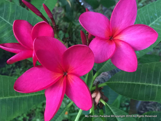 Plumeria Frangipani