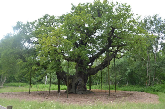 POHON UNIK THE MAJOR OAK