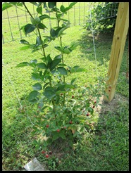 Garden 014