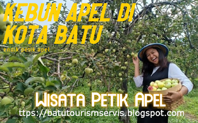 wisata petik apel mandiri