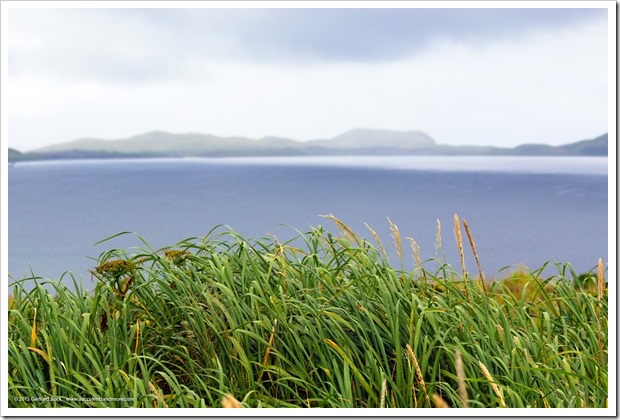 150907_Adak_beachgrass_WM
