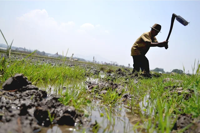 kriminalisasi petani