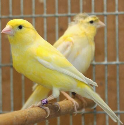 Burung kenari rusia (russian canary)