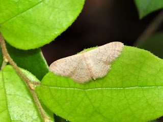 Idaea ptyonopoda in Wangling Park