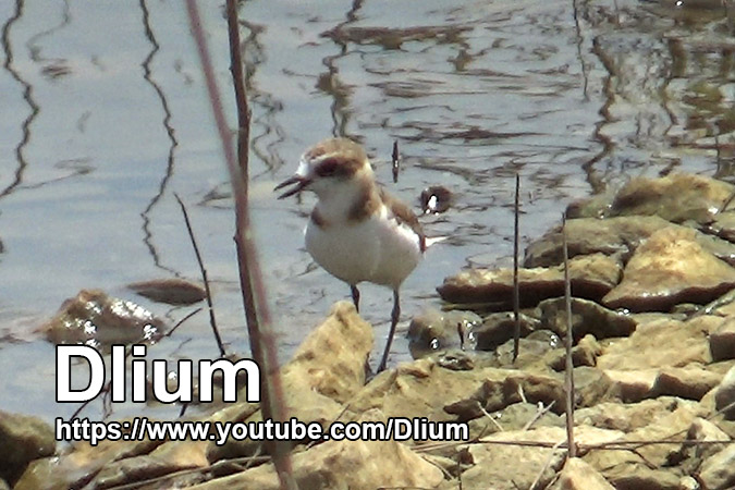 Dlium Javan plover (Charadrius javanicus)