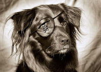 Dog Eye Patch1