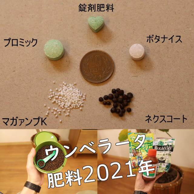 ウンベラータおすすめ肥料は2つを賢く使い分け 長文 ウンベラータブログ