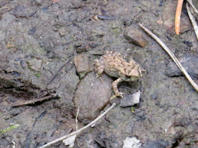 tiny toad