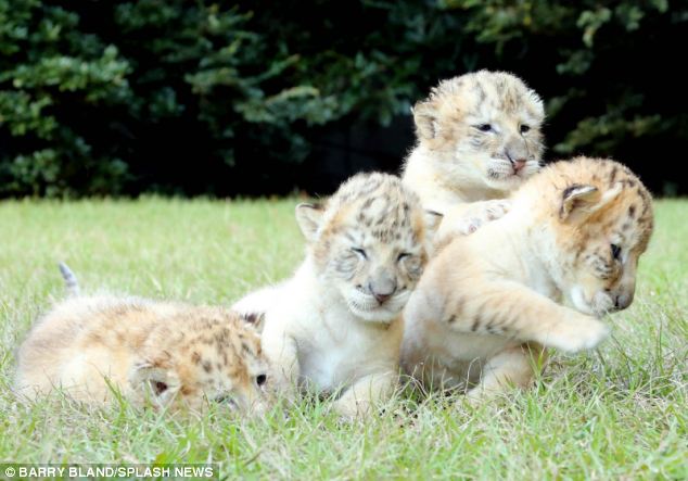 Cute White Liger Cubs