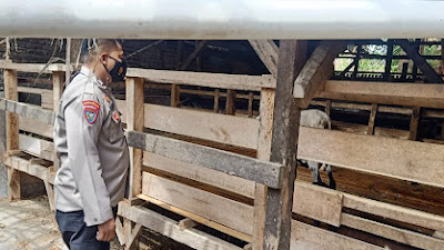Antisipasi Penyakit Mulut Dan Kuku, Bhabinkamtibmas Polsek Pontang Polres Serang Polda Banten Monitoring Hewan Ternak