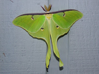 green moth