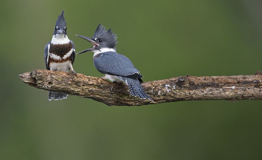 These Are The Finalists Of The Comedy Wildlife Photography Awards