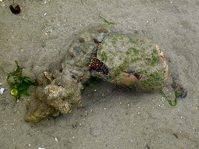 Noble Volute (Cymbiola nobilis) with Eggs