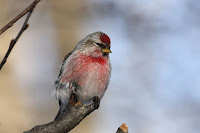 Common Redpoll, male, Cap Tourmente  National Wildlife Area, Quebec - Feb. 2010, © Cephas