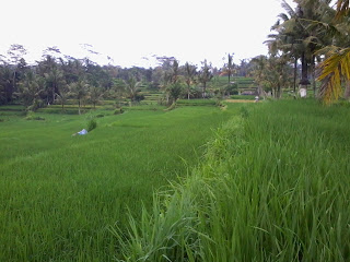 Bersepeda pemandangan sawah Bali