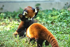 40 Adorable red panda pictures (40 pics), cute red pandas playing around