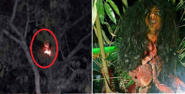 Legenda Misteri Hantu Kuyang dan Kisah Nyata Keberadaan 