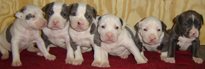 blue pit bull,blue pitbull puppies 039