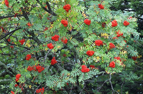 Рябина американская (Sorbus americana)