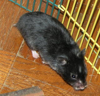 Black Bear Hamster