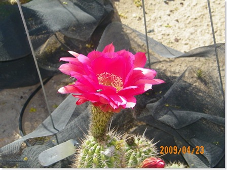 Jean Waller's garden