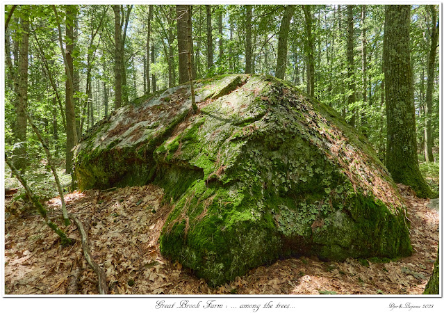 Great Brook Farm: ... among the trees...