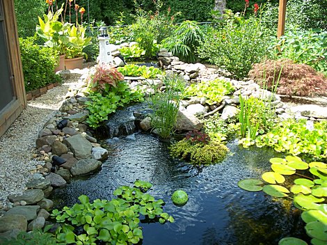 Fish Pool at Home