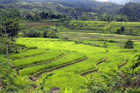 rice_terraces