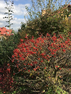 viburnum red berries