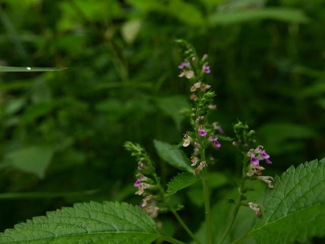 Teucrium japoni