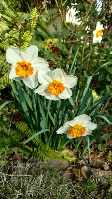 Daffodils