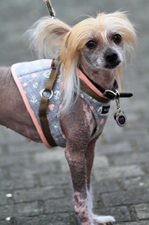 CCDog